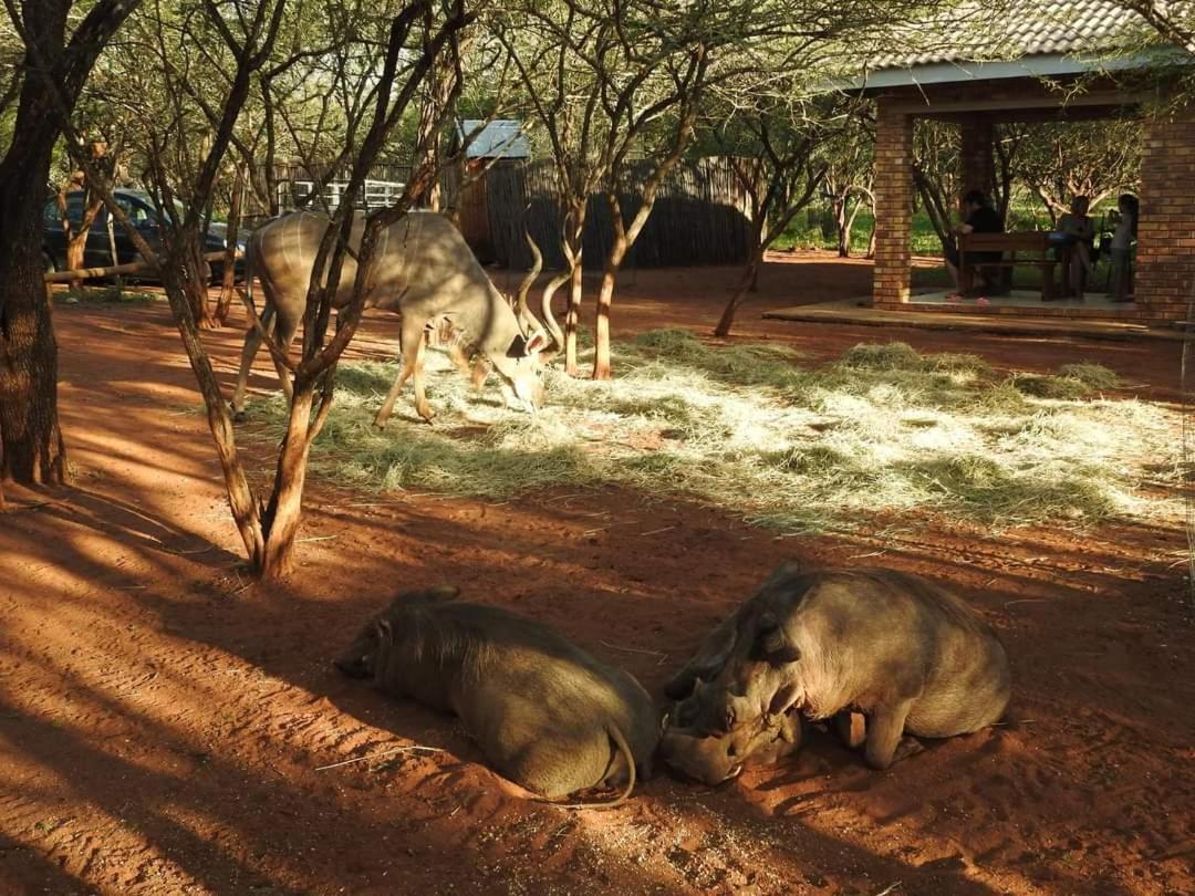 462 Bosbok Chalets Marloth Park Exterior photo