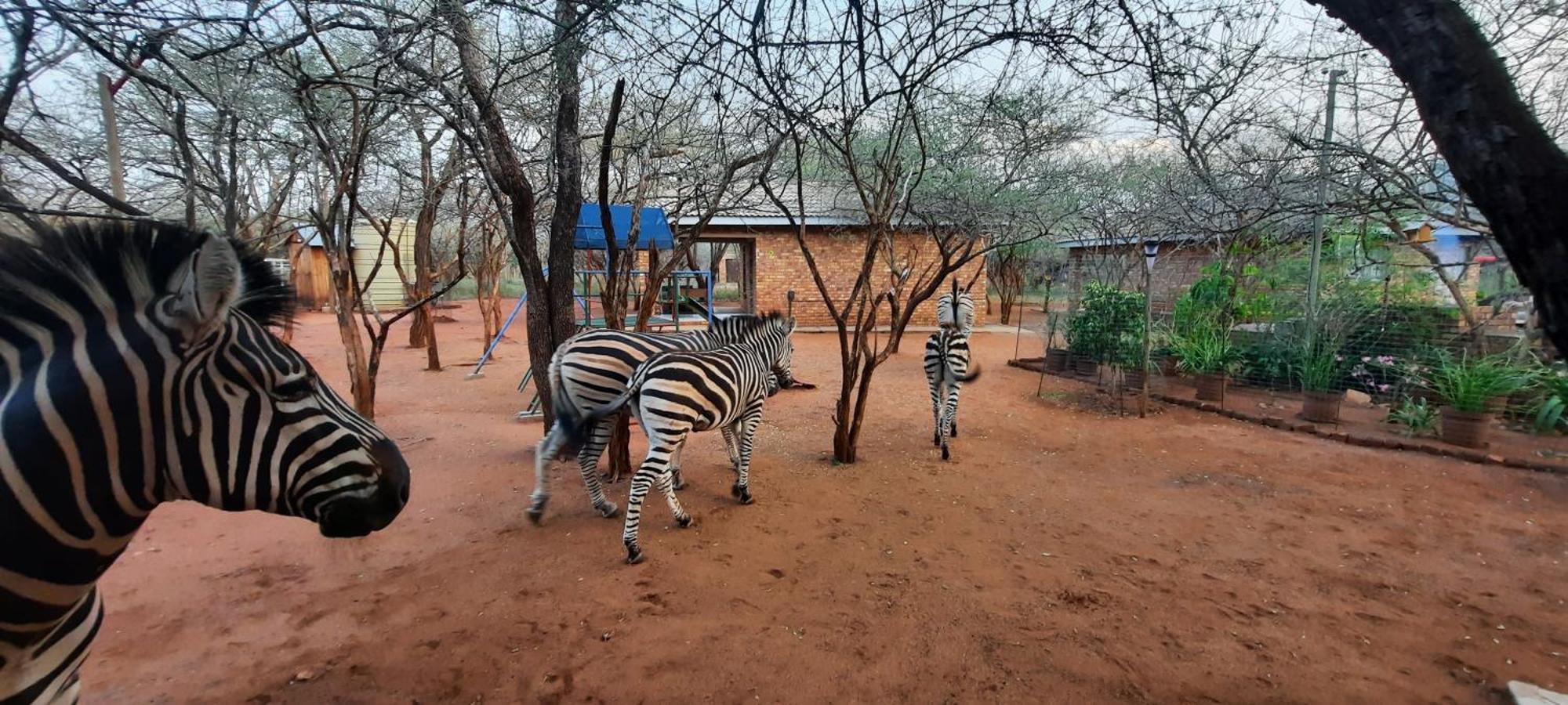 462 Bosbok Chalets Marloth Park Exterior photo